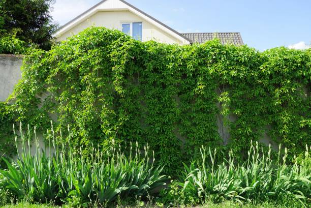 istock gray concrete wall fence overgrown with green vegetation 1328115546