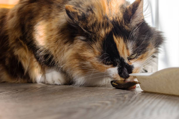 istock Portrait of ginger cat eating fish closeup 1328116944