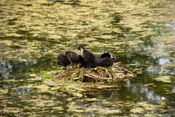 istock Ducks nest on water in a green pond 1328117391