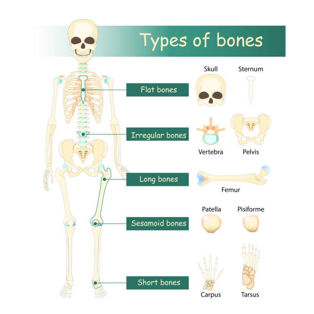 типы костей скелета человека - tibia stock illustrations