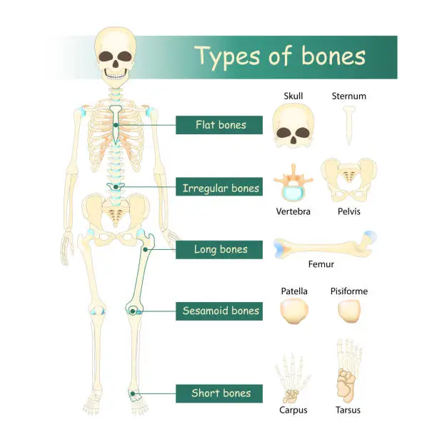 Vector illustration of Bones types of Human skeleton