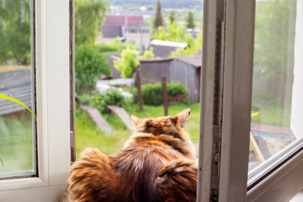 istock Ginger cat lies and looks out the window 1328118149