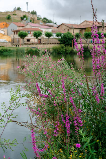 Water reflections. Summer landscape. Seasonal.