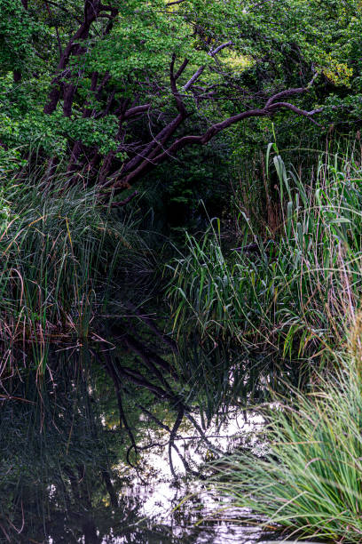 istock Creek in dense woodland 1328124811