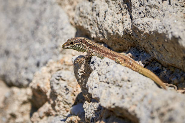 istock Common wall lizard sunbathing on a rock in the morning 1328125310