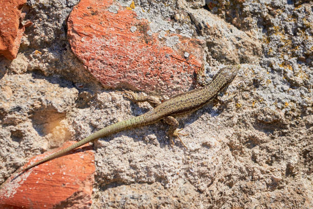 istock Common wall lizard sunbathing on a rock in the morning 1328125322