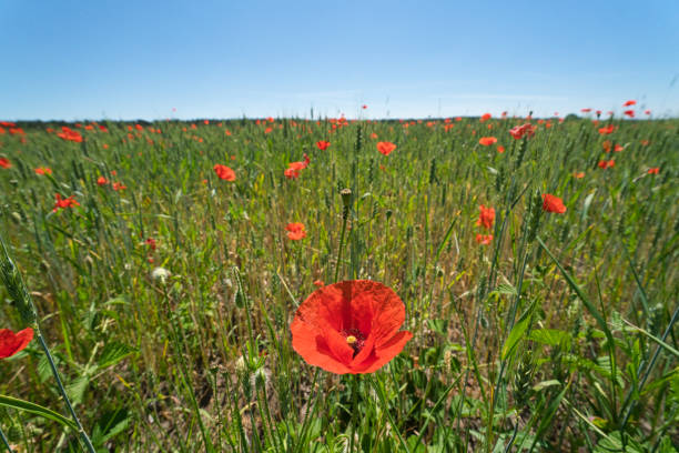 Sme flowers of red poppies blossom on a barley field.