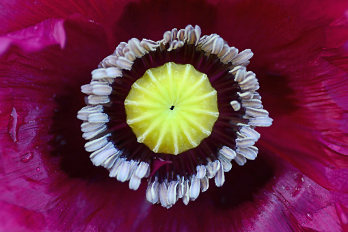 Wildflower: single opium poppy (Papaver somniferum) flower head. Visible are the pistal and stamen.