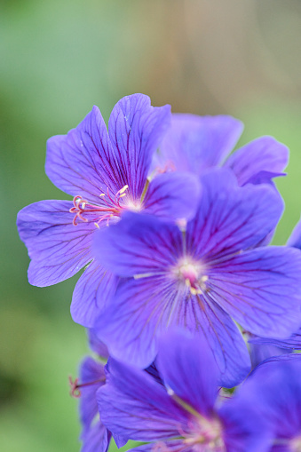 A Macro or close up picture of a purple geranium flower in bloom. Botanical names are Geranium Ibericum, Iberian Cranesbill, Caucasian Cranesbill, Spanish Cranesbill, Iberian Geranium.