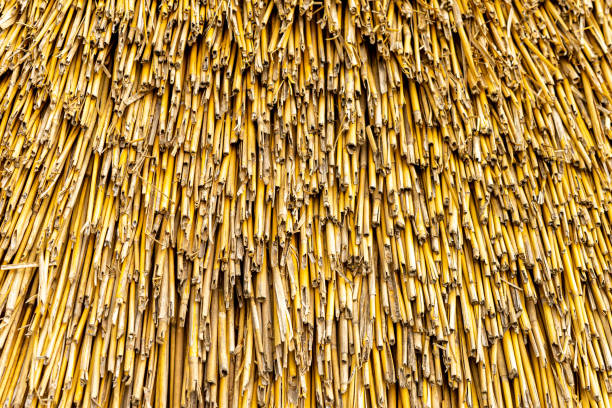 Close up of straw roof Natural materials background series straw roof stock pictures, royalty-free photos & images