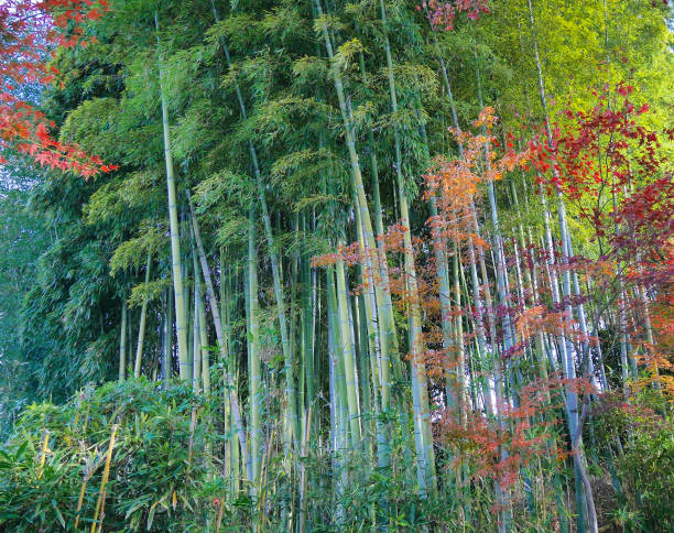 istock Colourful autumn in Kyoto 1328129500