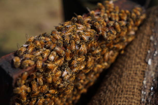 istock honey bee and beekeeping farming high quality images 1328130757