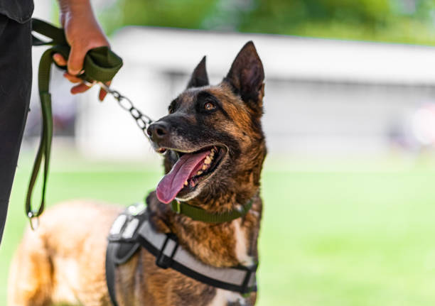 マリノア犬 - security alertness canine pets ストックフォトと画像