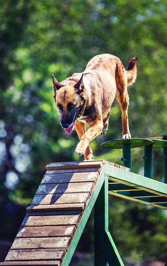 Malinois walking on obstacles