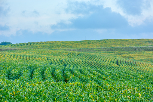 Rolling hills and rows of soy beans in rural Minnesota, USA