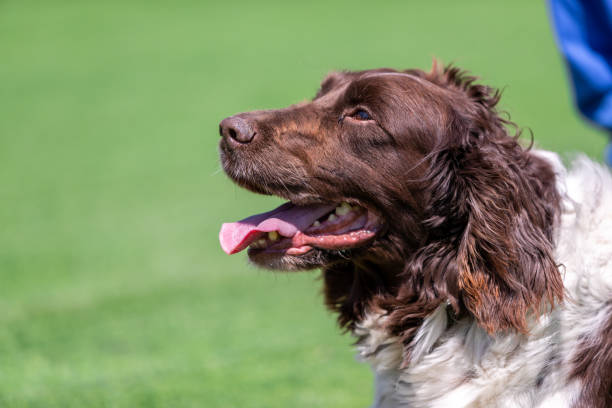 istock Springer Spaniel portrait 1328133212