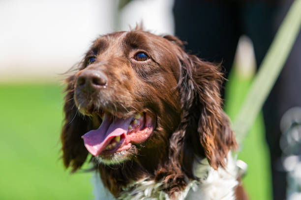 springer spaniel portrait - springer spaniel dog pets animal imagens e fotografias de stock