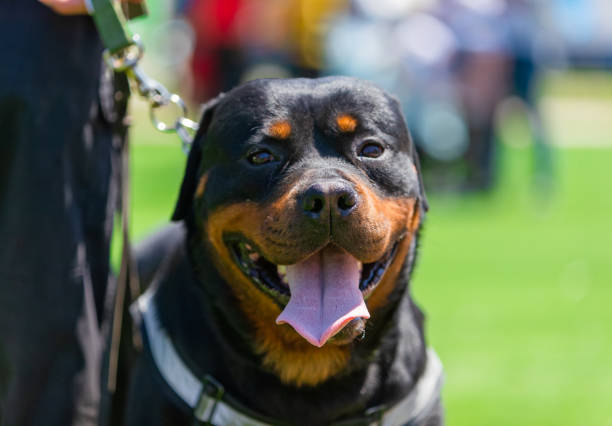 istock Rottweiler portrait 1328134410