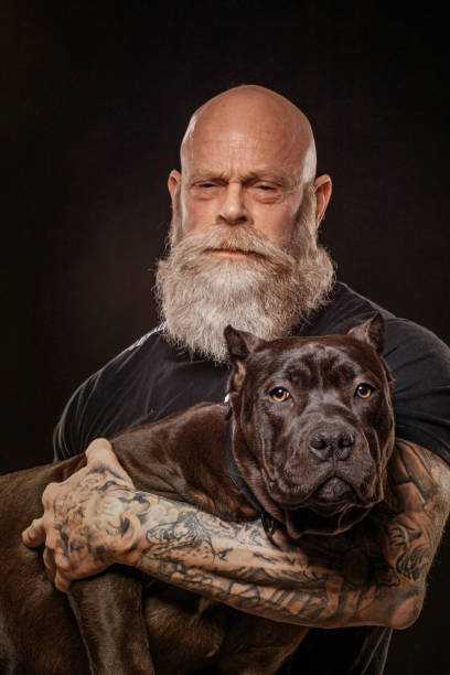 Portrait of pedigree pure breed dog and a senior man Portrait of pedigree pure breed dog and a senior man pit bull power stock pictures, royalty-free photos & images
