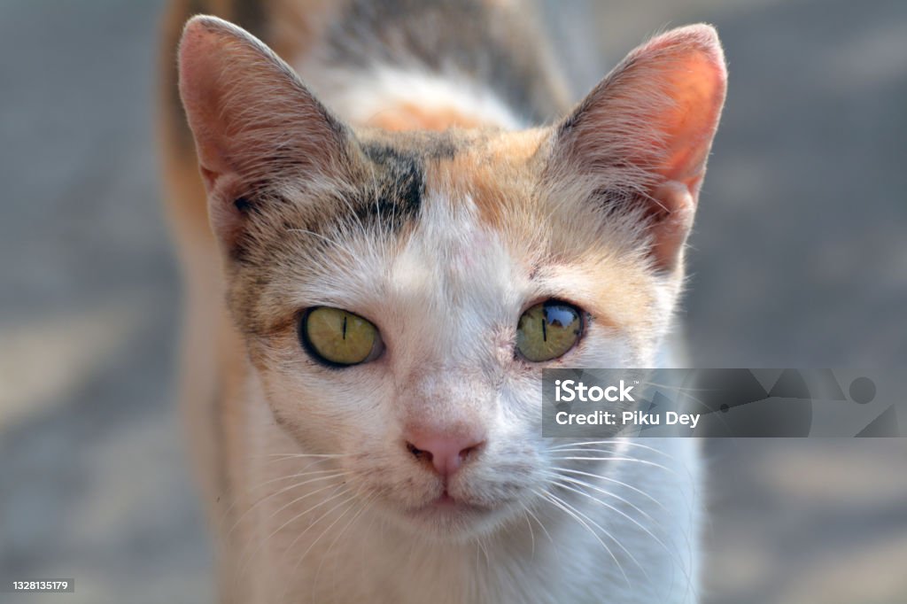 Domestic Cat . Domestic Cat beautiful animal portrait . Animal Stock Photo