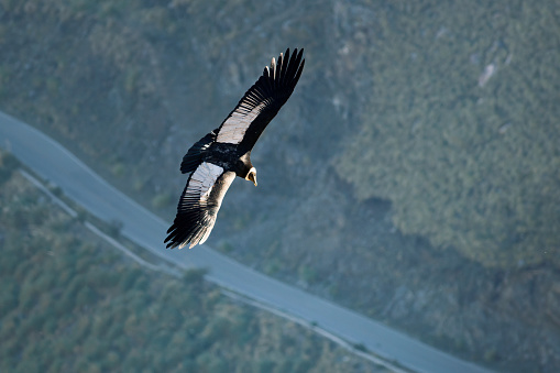 Aerial view of an Andean Condor with a road below