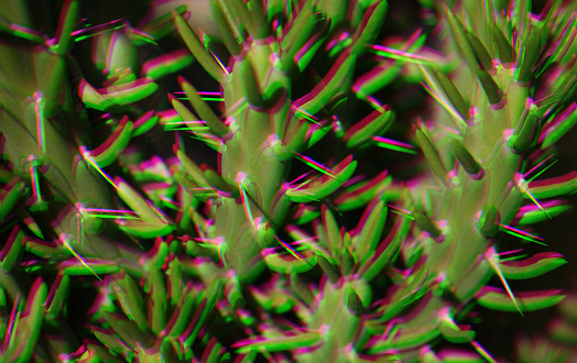Cactus Glitch Effect Sunlight Tropical Summer Natural Floral Bright Pattern Inspiration Climate Change Surreal Concept Close-Up Green Purple Magenta Needle Texture Macro Photography