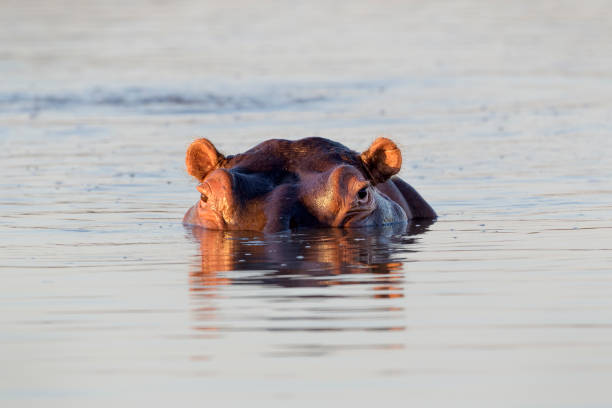ippopotamo (ippopotamo anfibio) - animal hippopotamus africa yawning foto e immagini stock