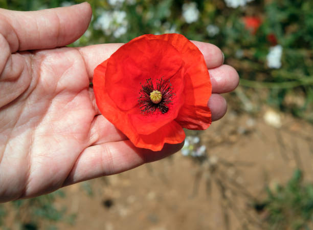 Poppy on human hand.