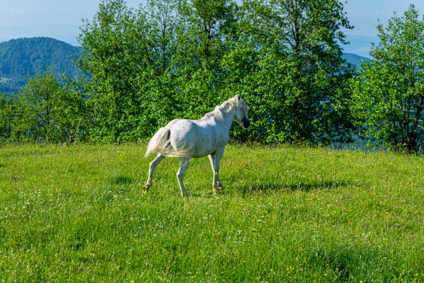 Free Stock Photo of White Horse Grazing on Lush Green Field | Download ...