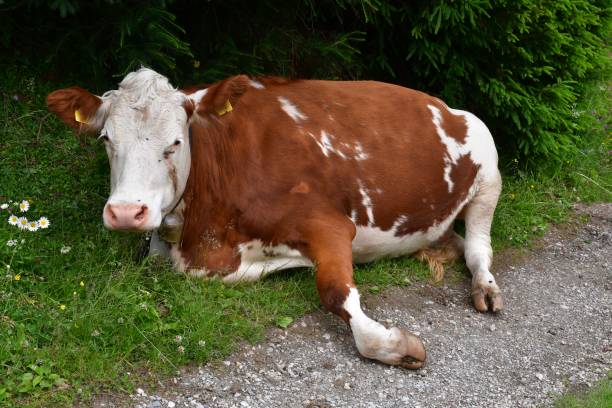 istock Cows on a meadow in Stubai valley 1328137135