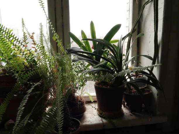 istock Houseplants with large leaves on the windowsill. 1328138171
