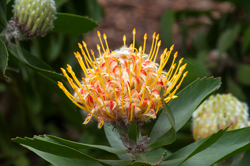 Leucospermum cuneiforme is an upright evergreen shrub with many pustules growing on the lower branches, wedge-shaped leaves, and oval, decorated with its striking and exotic pincushion flowers, it is native to the southern mountains of South Africa.
