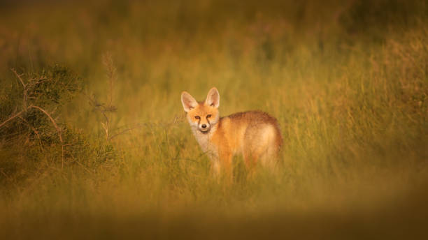 istock Cute Fox. Green nature background. Red Fox. Vulpes vulpes. 1328139932
