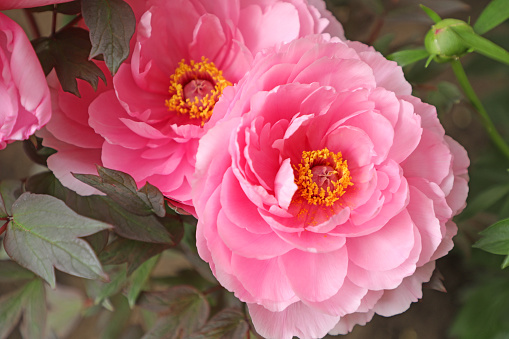 Peony, a garden plant with large pink flowers.