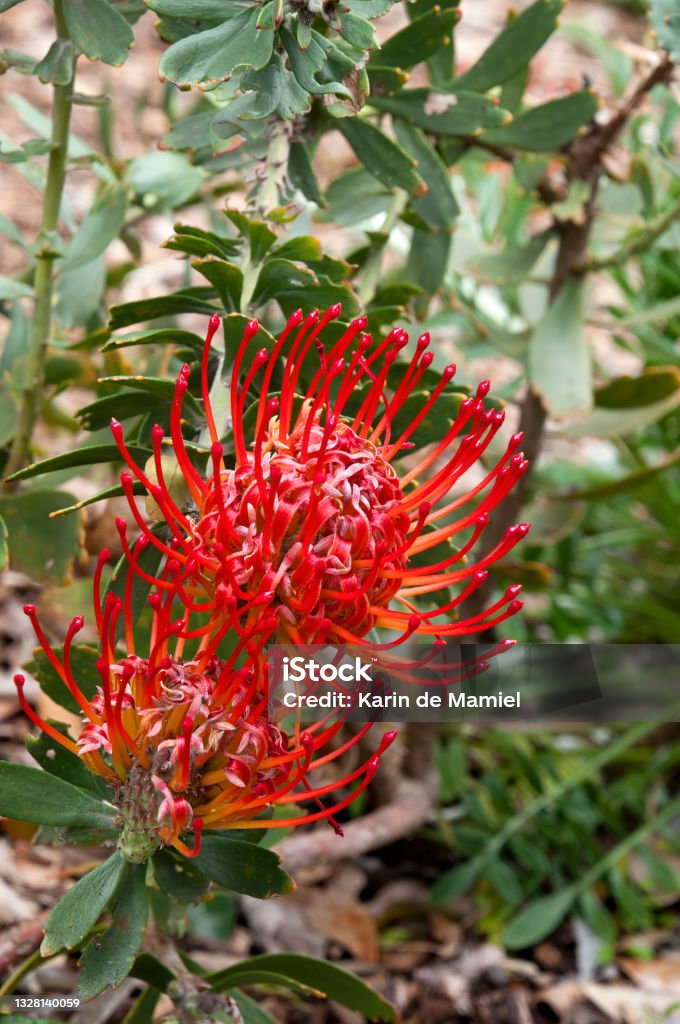 Red flowers of a leucospermum cordifolium X glabrum allegro shrub Leucospermum glabrum is an evergreen, erect, woody shrub which is water-wise and hardy. 
The long stemmed pincushion flowers are produced on an upright shrub that becomes an amazing feature when in flower. Australia Stock Photo