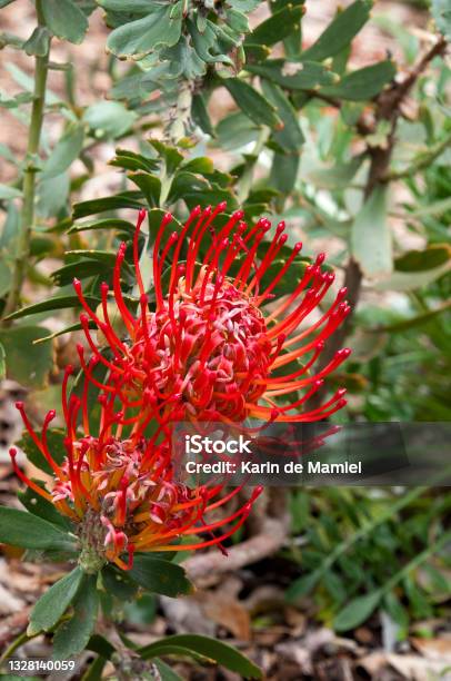 Red Flowers Of A Leucospermum Cordifolium X Glabrum Allegro Shrub Stock Photo - Download Image Now