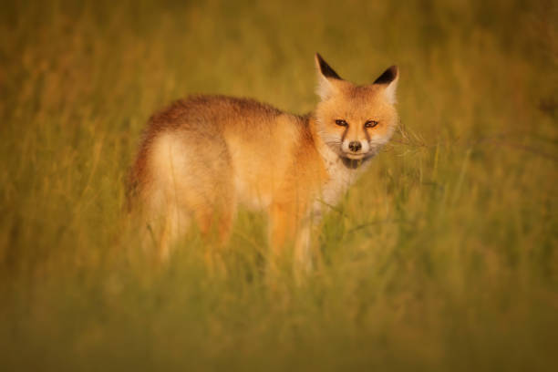 istock Cute Fox. Green nature background. Red Fox. Vulpes vulpes. 1328140140