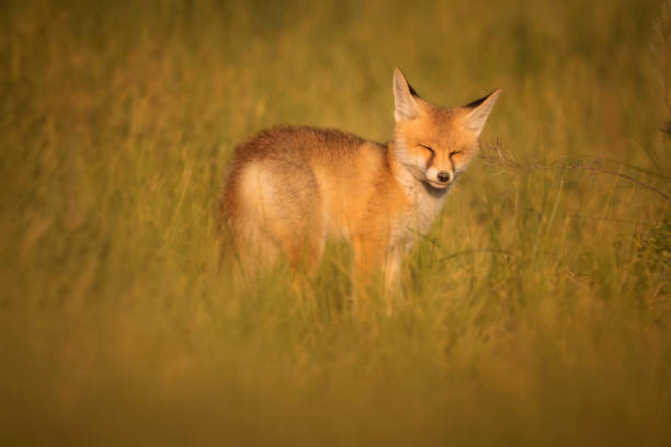 istock Cute Fox. Green nature background. Red Fox. Vulpes vulpes. 1328140141