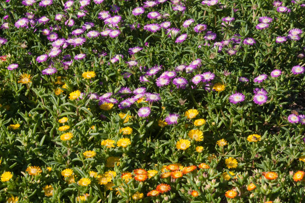 Garden of colourful flowers of delosperma nubigenum or ice plants Delosperma nubigenum, commonly called ice plant, is native to certain mountainous areas of South Africa. It is a mat-forming succulent with fleshy, green leaves and yellow, daisy-like flowers. delosperma nubigenum stock pictures, royalty-free photos & images