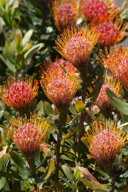 red flowering leucospermum x cuneiforme 'rigoletto' bush - sugarbush imagens e fotografias de stock