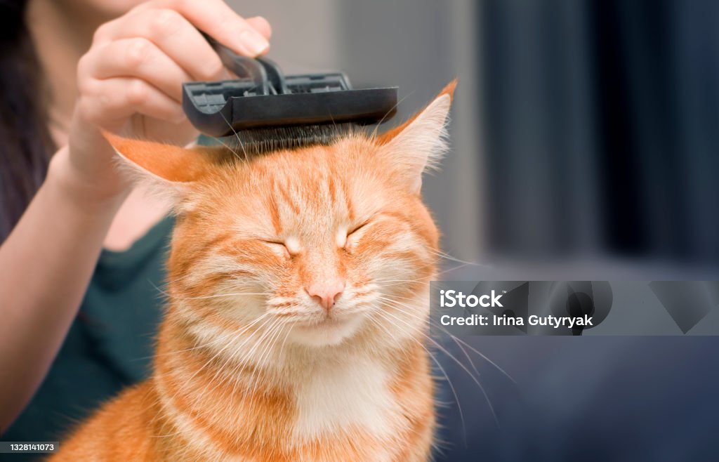 woman combing a cat woman combing a ginger cat with a comb Animal Groomer Stock Photo