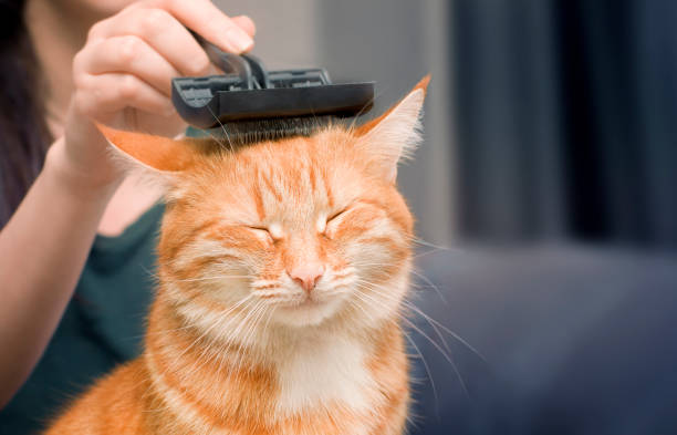 woman combing a cat woman combing a ginger cat with a comb grooming animal behavior stock pictures, royalty-free photos & images