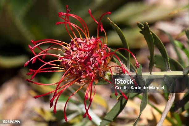 Red Flowers Of A Leucospermum Cordifolium X Glabrum Allegro Shrub Stock Photo - Download Image Now