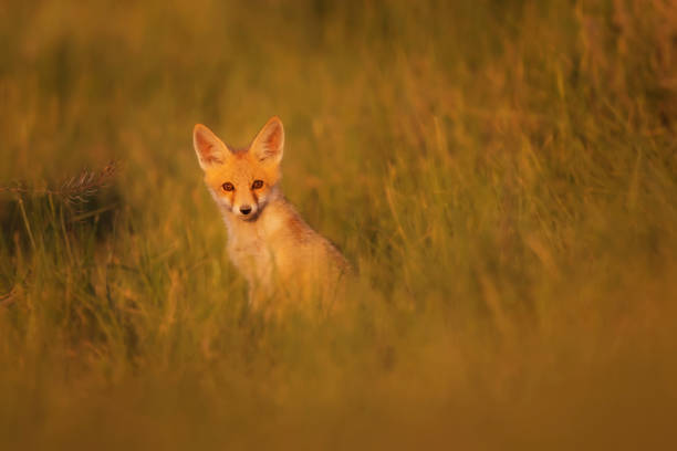 istock Cute Fox. Green nature background. Red Fox. Vulpes vulpes. 1328141424
