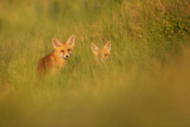 istock Cute Fox. Green nature background. Red Fox. Vulpes vulpes. 1328141426