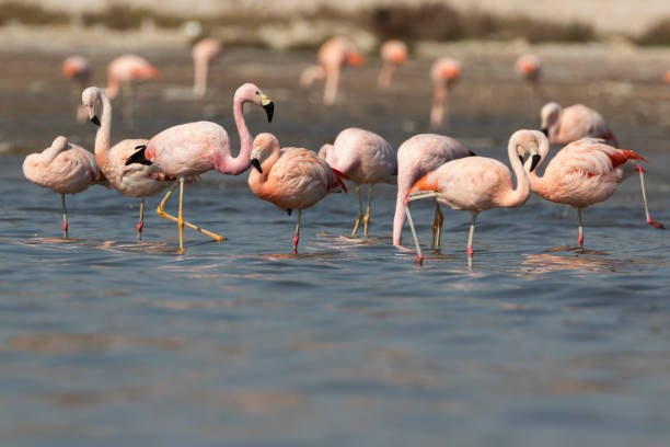 istock Flamingos and parinas in a lake 1328141536