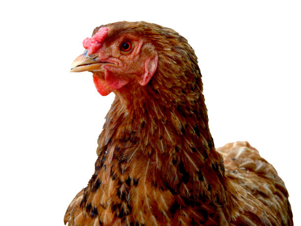 istock close up of a chicken - isolated on white 1328142695