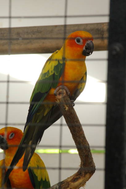 istock Birds - Nature - wildlife - Greenery - parrots 1328143789