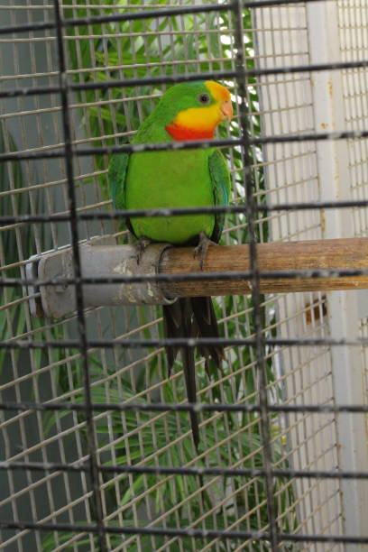 istock Birds - Nature - wildlife - Greenery - parrots 1328143988