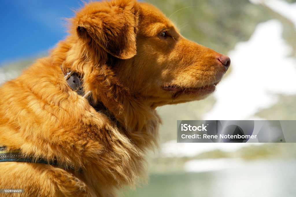 Close up of a nova scotia duck tolling retriever in the mountains Outdoors in the mountains Nova Scotia Duck Tolling Retriever Stock Photo